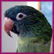 Jake - my Blue Crowned Conure