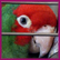 Otis - My Cherry Headed Conure