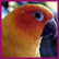 Spartacus - my Sun Conure