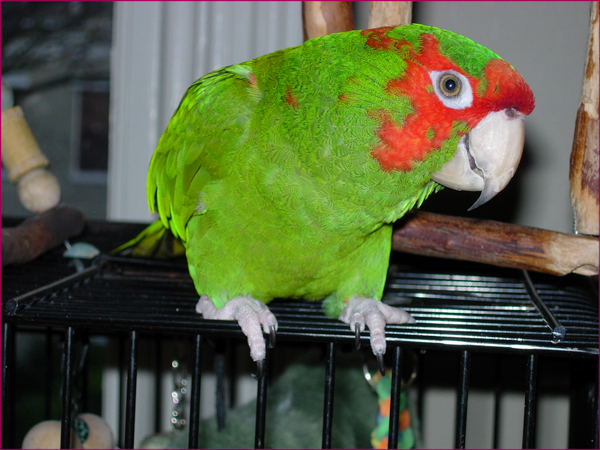 Kala - Mitrid Conure (parrot)